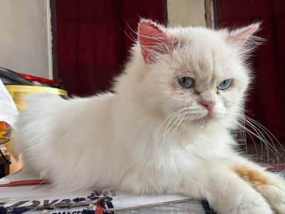 white person cat for sale