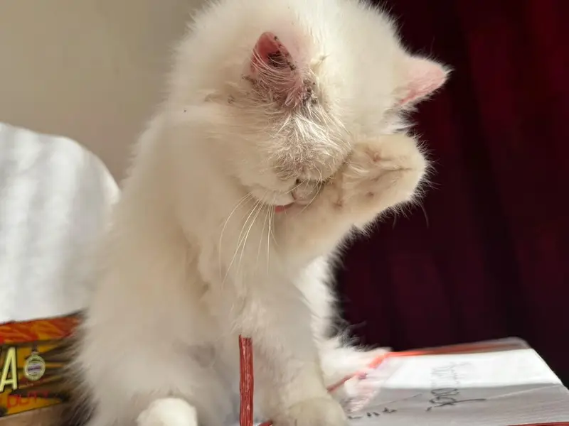 white person cat for sale — photo 2