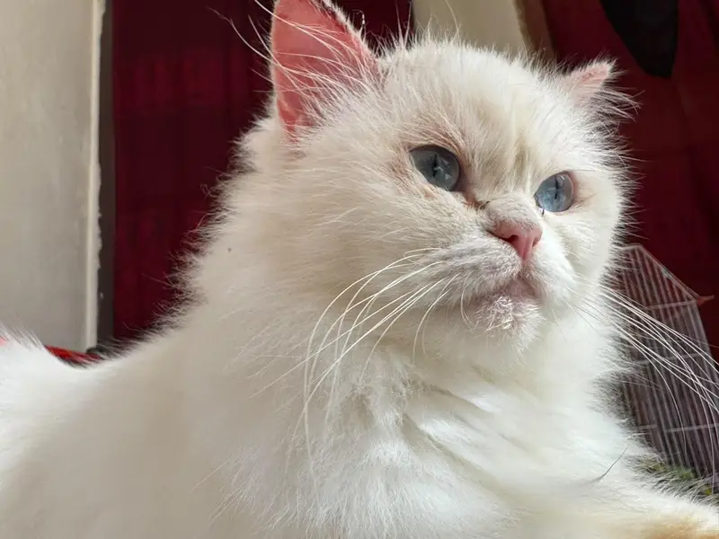 white person cat for sale — photo 3