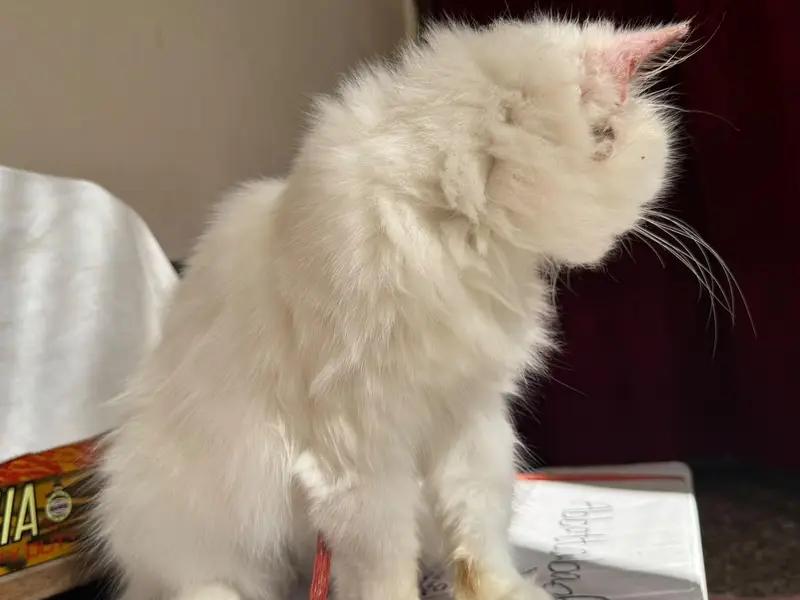 white person cat for sale — photo 4
