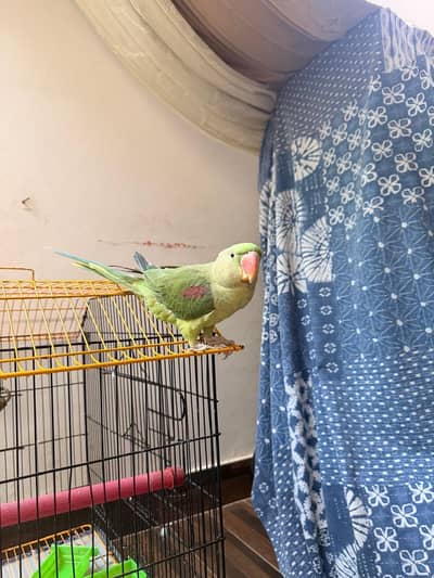 Alexander Parrot with Big Cage