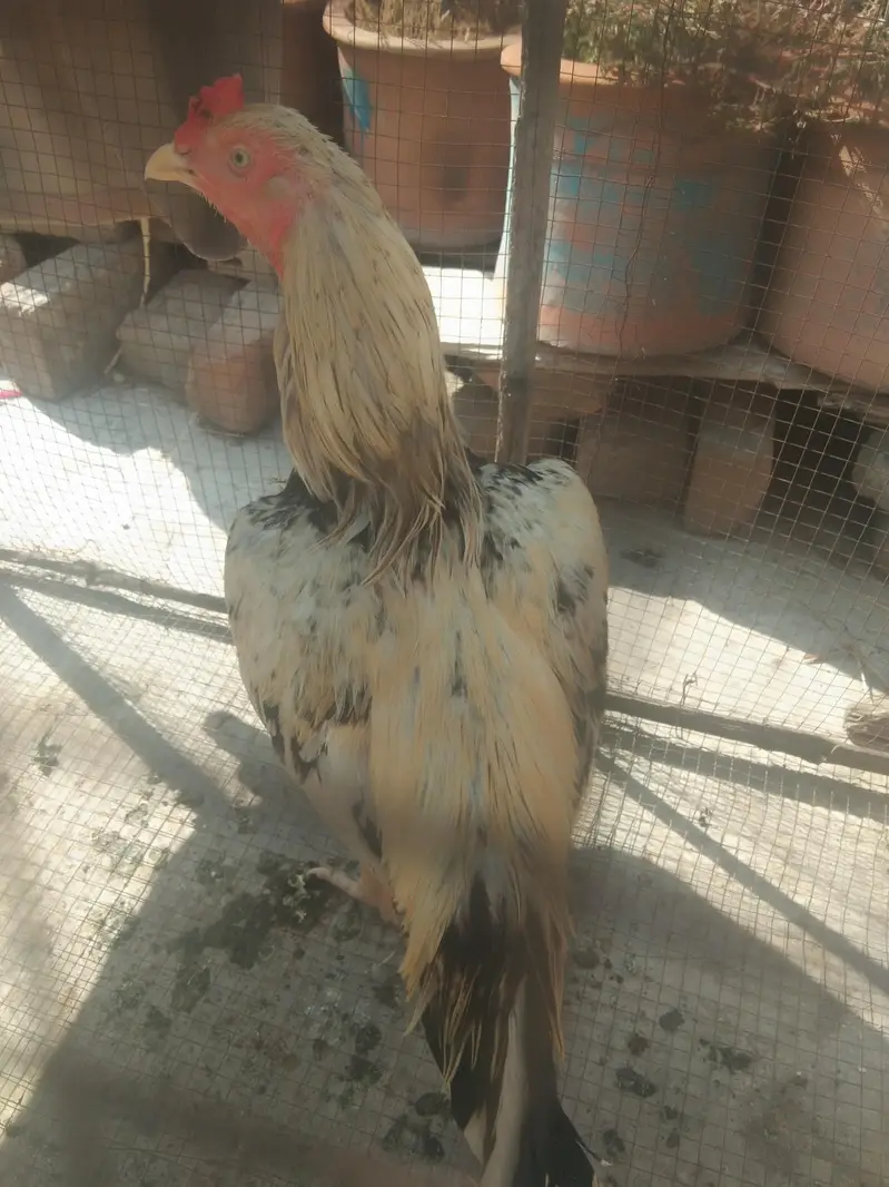 Aseel murga for sale — photo 2