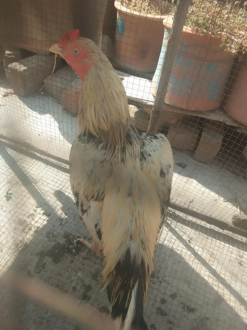 Aseel murga for sale — photo 3