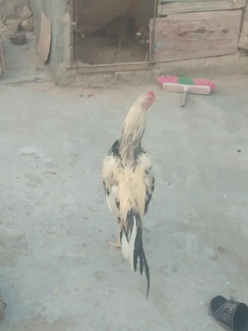 Aseel murga for sale — photo 4