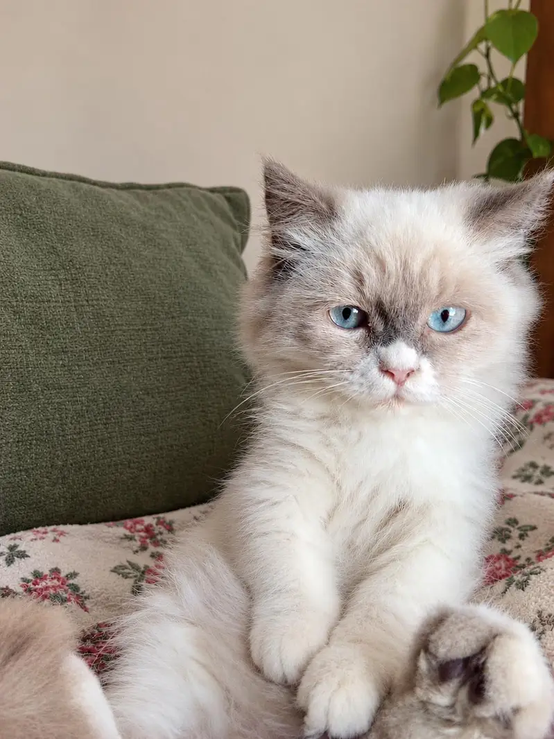 healthy Himalayan kitten white eye's good health litter trained — photo 2