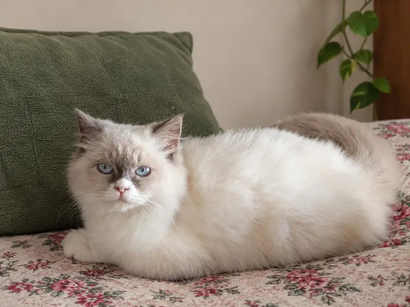 healthy Himalayan kitten white eye's good health litter trained — photo 8