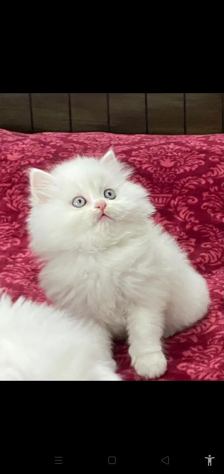 Low Kittens Price/ White Persian kittens/ Cat/ Male/ Female — photo 2