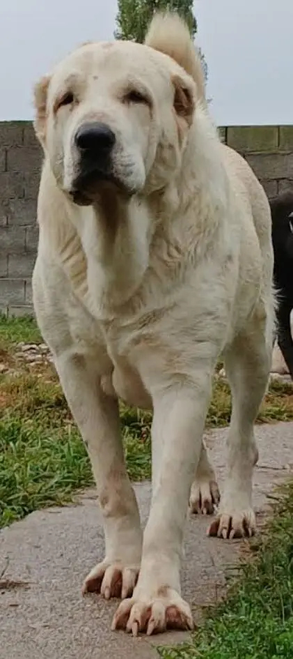 alabai / king alabai / king size alabai /white alabai / security dog — photo 2