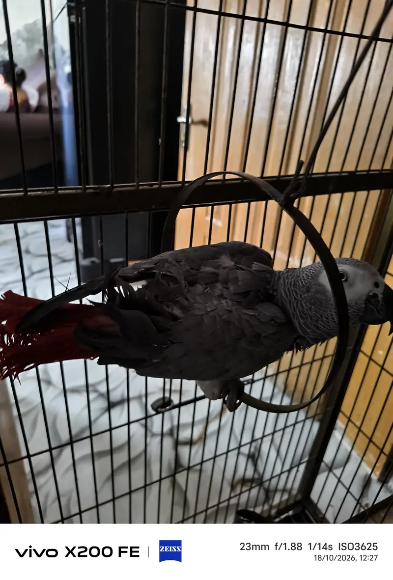 hand team zero bite All okay good talking urgent sale — photo 3