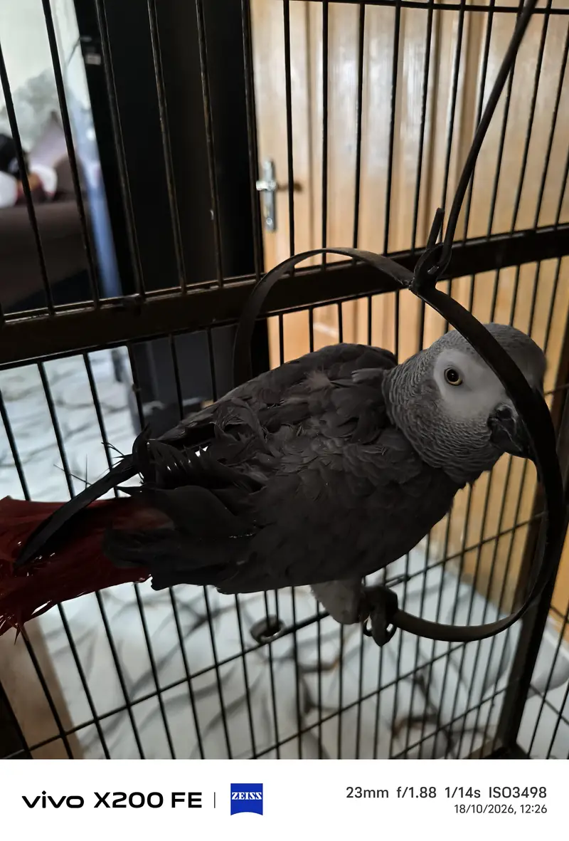 hand team zero bite All okay good talking urgent sale — photo 4
