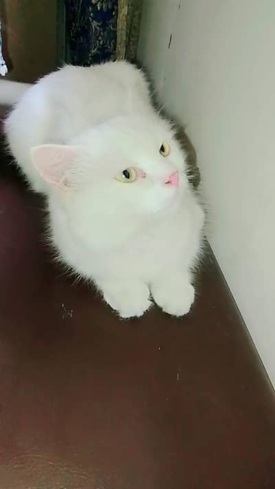 Persian Punch face cat