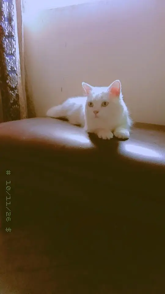 Persian Punch face cat — photo 2