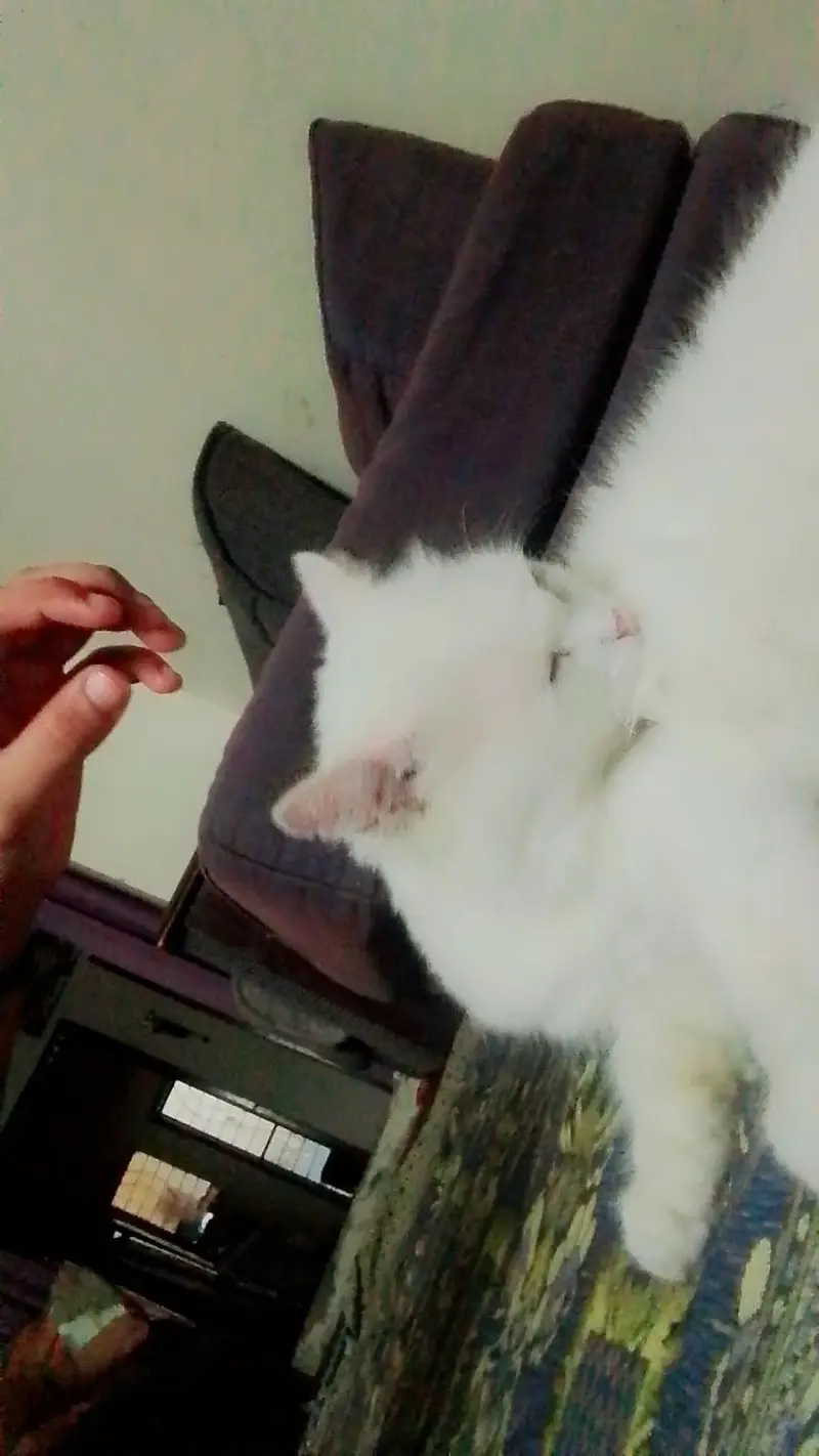 Persian Punch face cat — photo 3