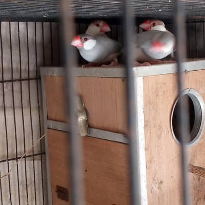 healthy and active breeder pair of fawn and silver jawa