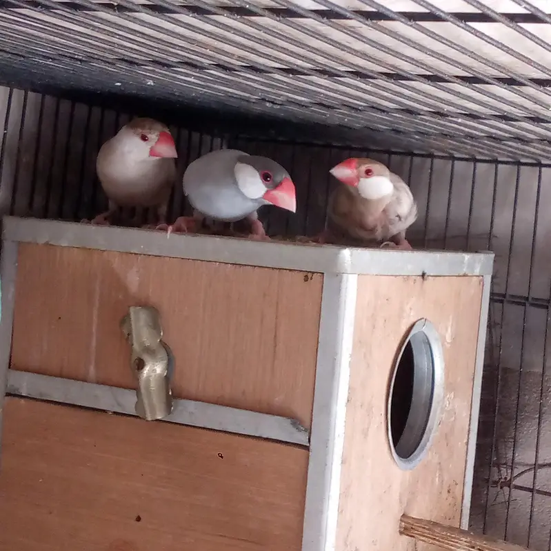 healthy and active breeder pair of fawn and silver jawa — photo 2
