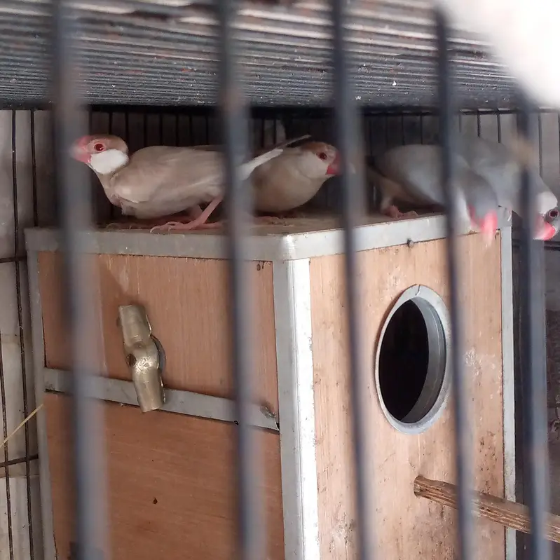 healthy and active breeder pair of fawn and silver jawa — photo 3