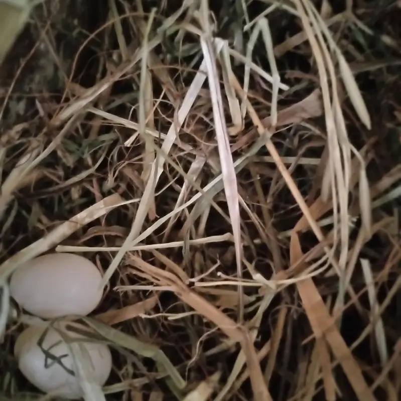 healthy and active breeder pair of fawn and silver jawa — photo 8