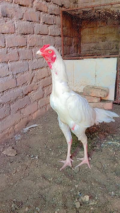 Heera patha