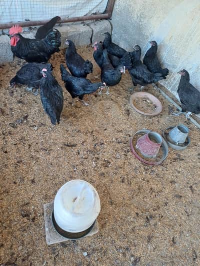 Austrolop hens for sale