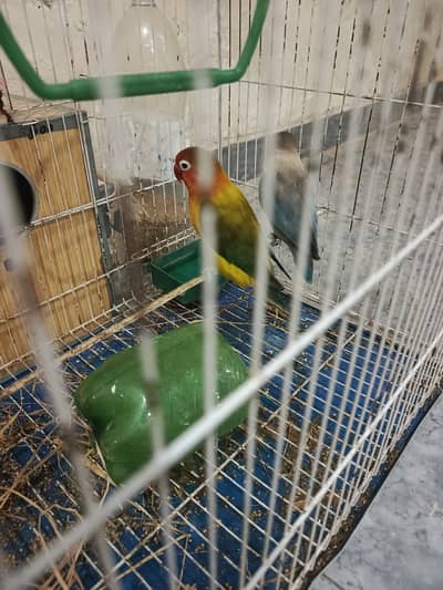 Love bird cage for sale