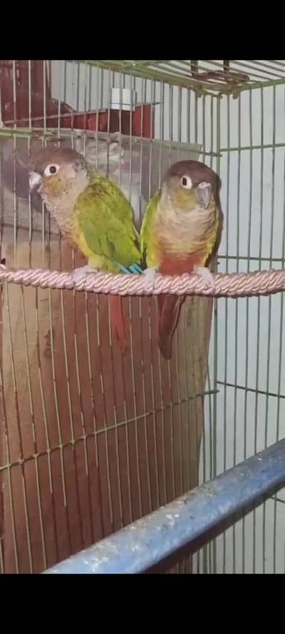 Mix Parrot For Sale  Australian. finch . Yellow sided cnore