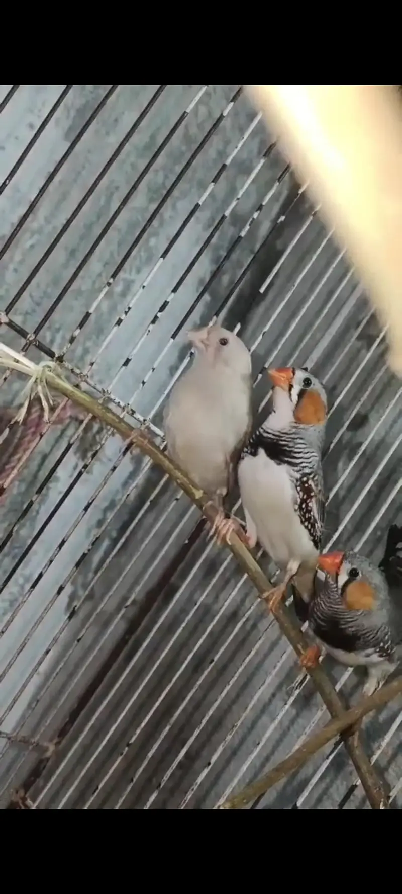 Mix Parrot For Sale  Australian. finch . Yellow sided cnore — photo 2