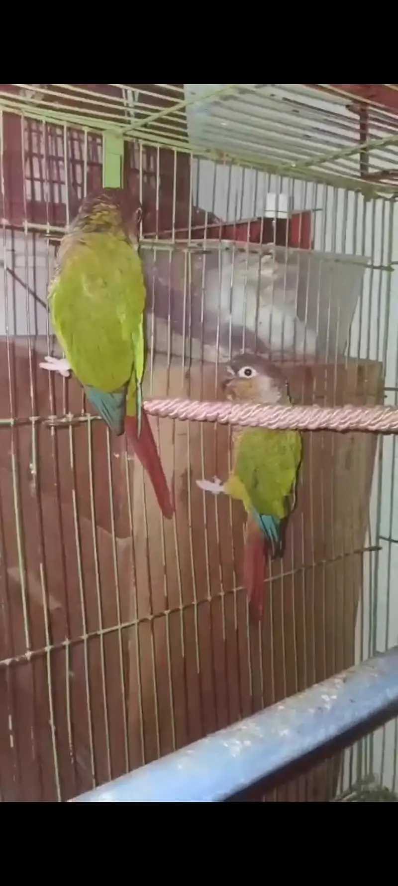 Mix Parrot For Sale  Australian. finch . Yellow sided cnore — photo 5