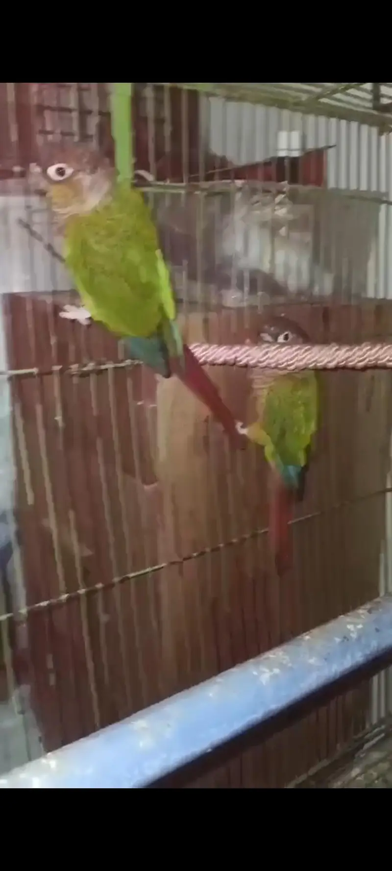 Mix Parrot For Sale  Australian. finch . Yellow sided cnore — photo 6