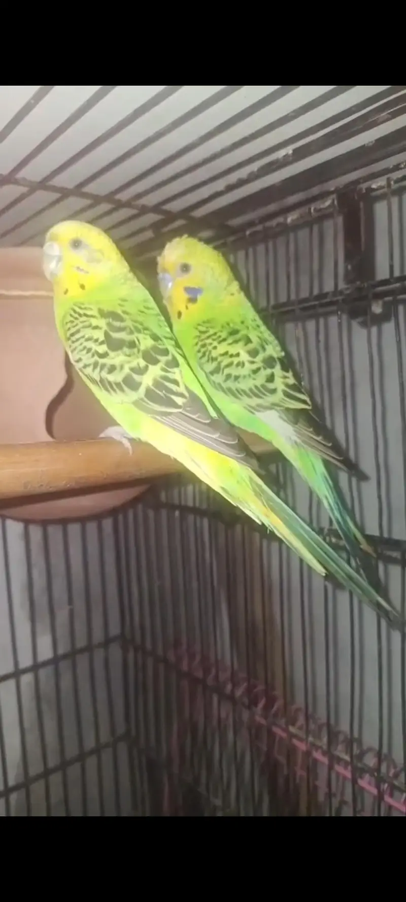 Mix Parrot For Sale  Australian. finch . Yellow sided cnore — photo 7