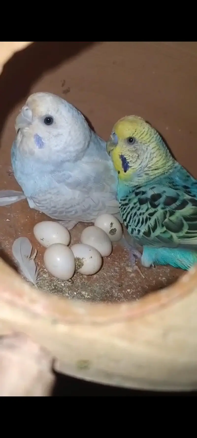 Mix Parrot For Sale  Australian. finch . Yellow sided cnore — photo 8