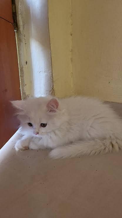 Persian kitten 0
