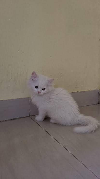 Persian kitten 1