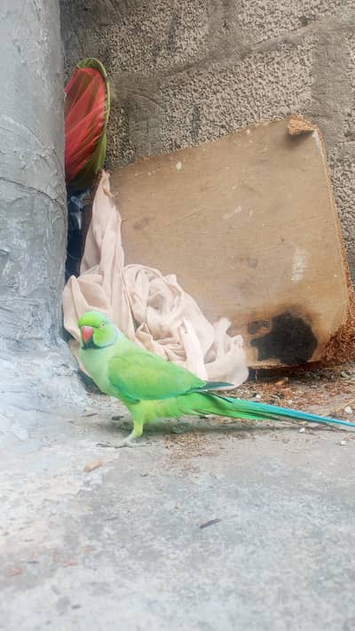 mithu