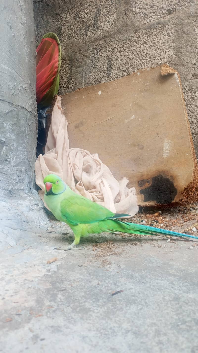 mithu 0