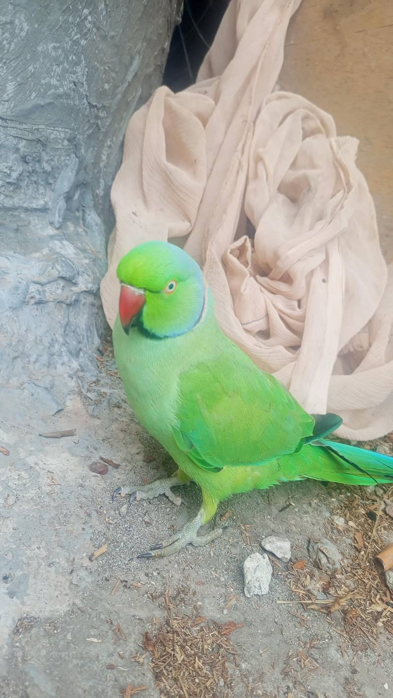mithu 1