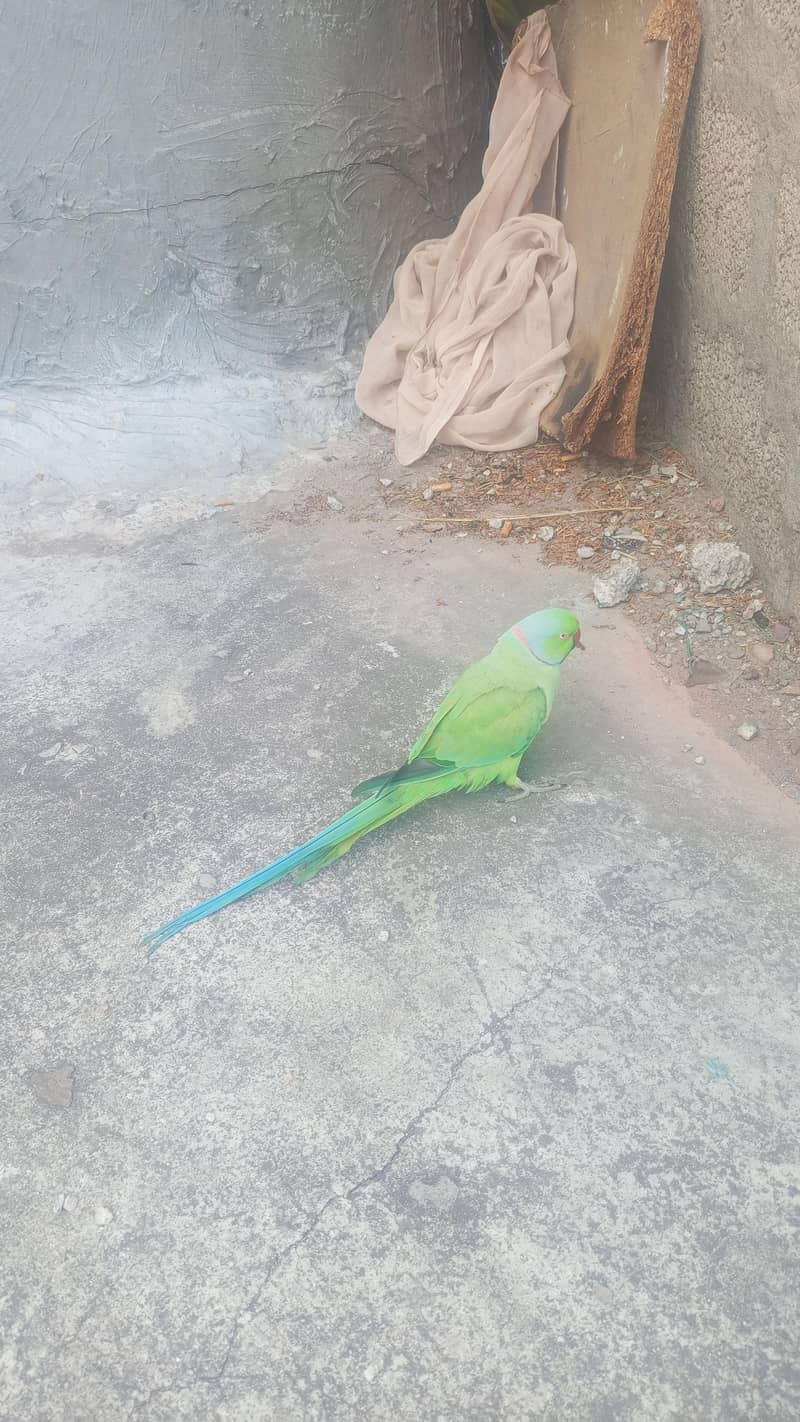 mithu 2