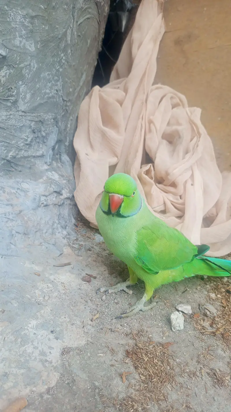 mithu — photo 4