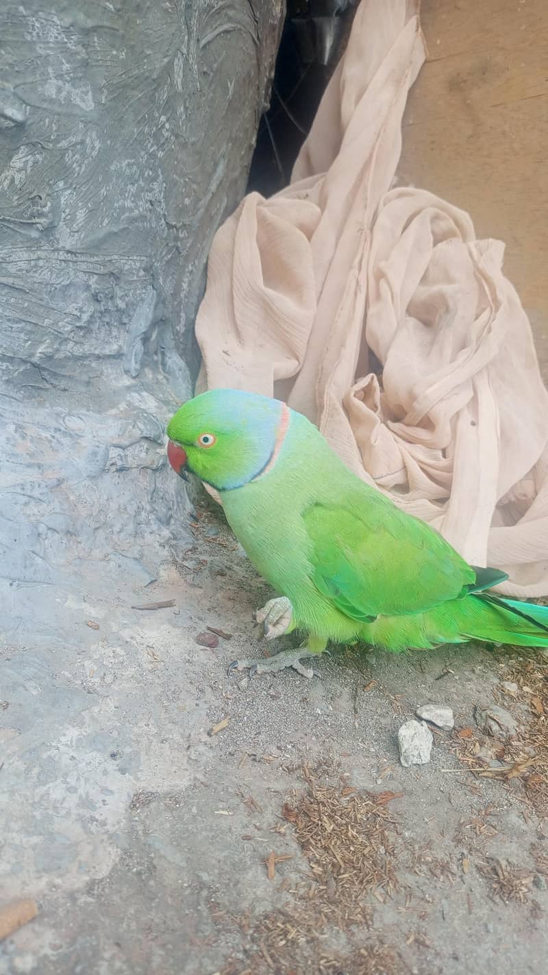 mithu 4