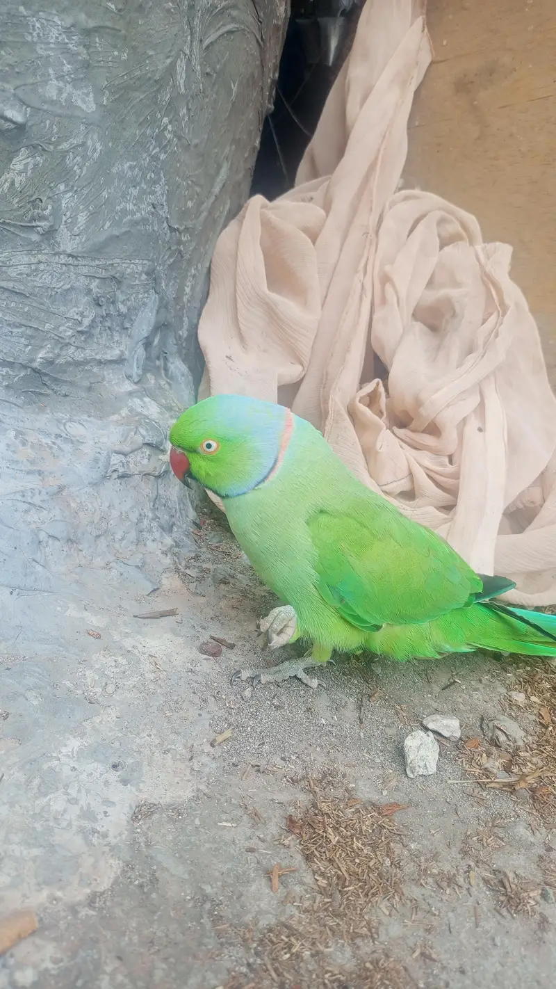 mithu — photo 5