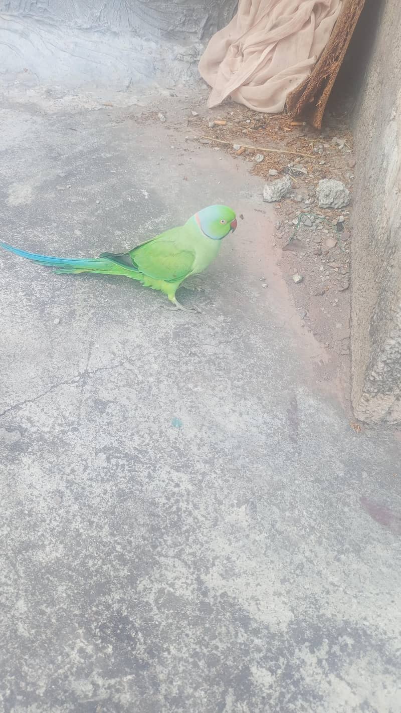 mithu 5