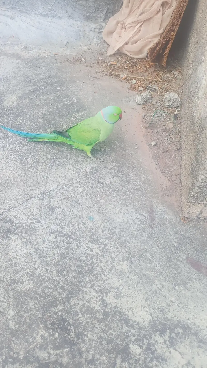 mithu — photo 6