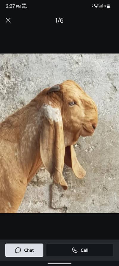 Breeder quality Male kid #03274116585