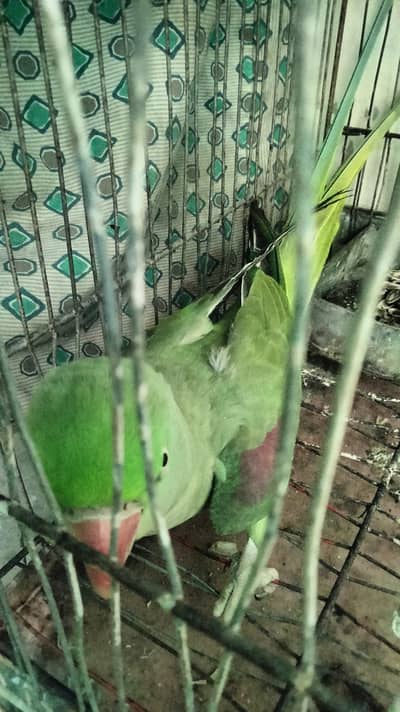 Alexandrine Parakeet (Pahari Totha) Female for Sale - Speaking Bird