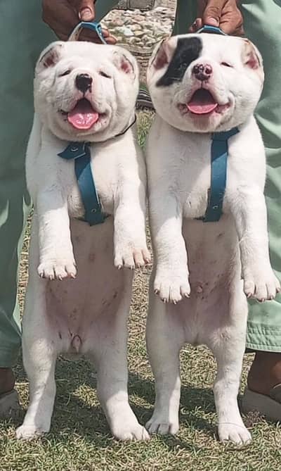 king size alabai/ alabai puppy/ guard dog / puppies pair