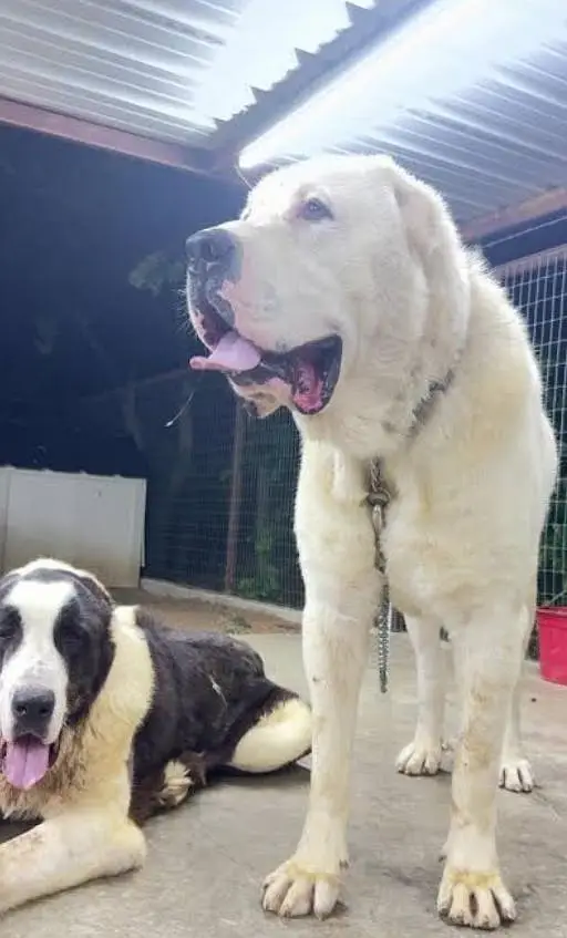 king size alabai/ alabai puppy/ guard dog / puppies pair — photo 2