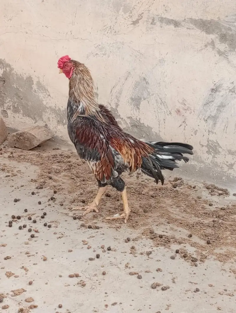 3. Murgay (please ankhain khol kar discription read karain please ) — photo 2