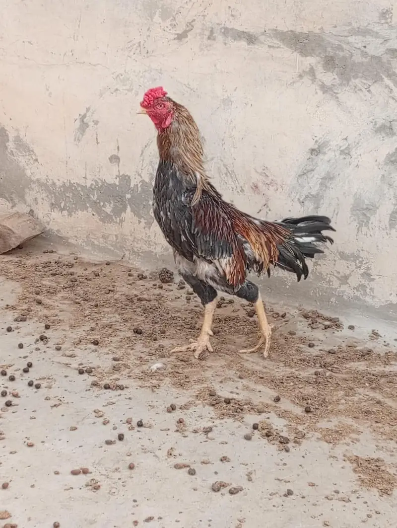 3. Murgay (please ankhain khol kar discription read karain please ) — photo 3