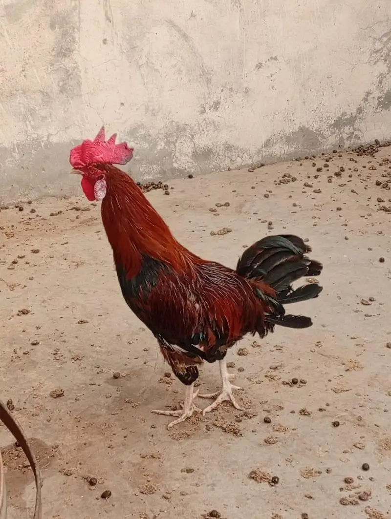 3. Murgay (please ankhain khol kar discription read karain please ) — photo 7