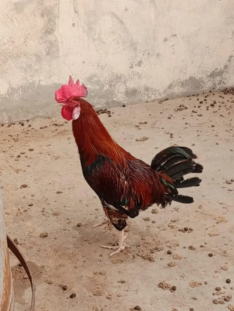 3. Murgay (please ankhain khol kar discription read karain please ) — photo 8