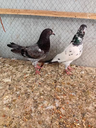 pure ali wali female or Chapra bacha for sale /03/25/44/122/15